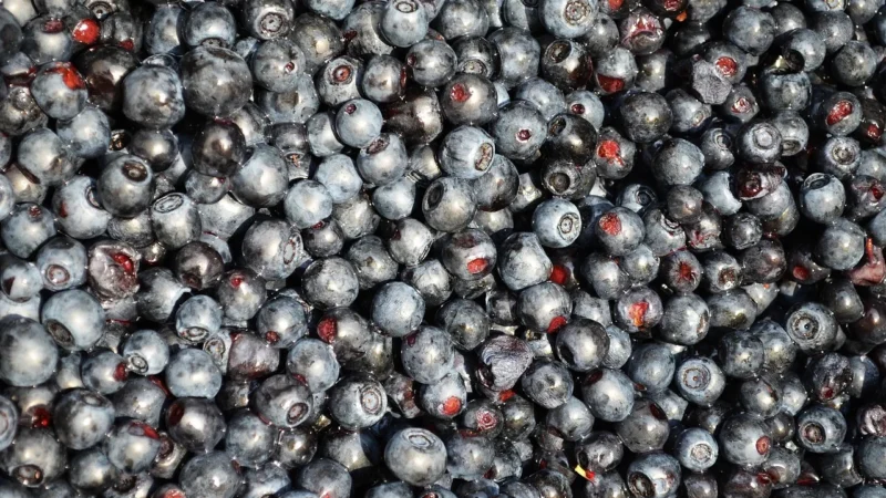 Allnutrition Blueberry In Jelly 1000g