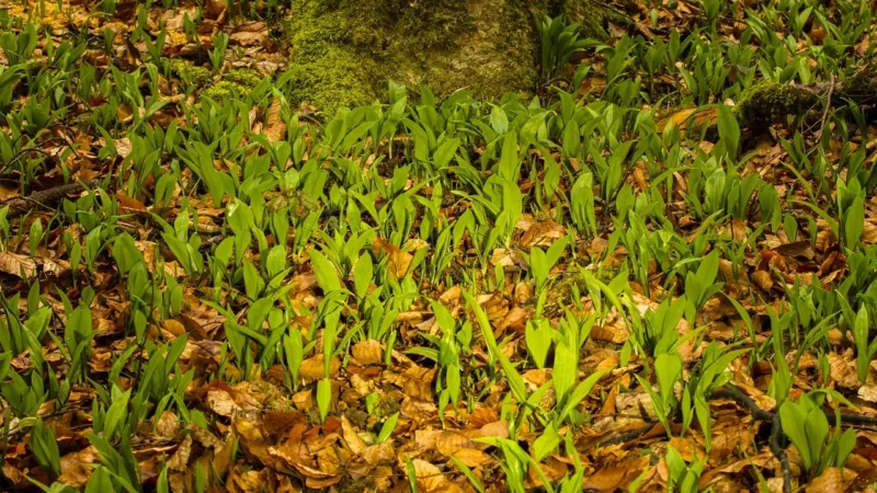 Aromatyczne Przyprawy Czosnek Niedźwiedzi 50G