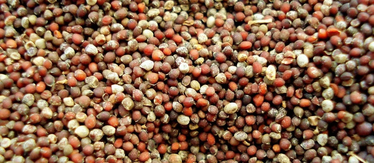Aromatyczne Przyprawy Gorczyca 200G