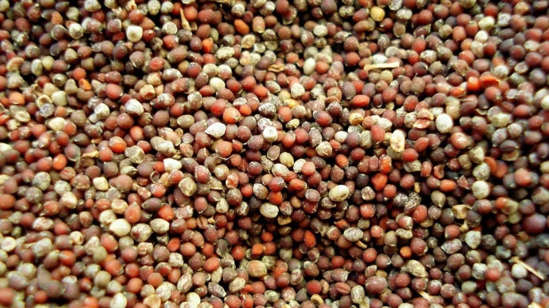 Aromatyczne Przyprawy Gorczyca 200G
