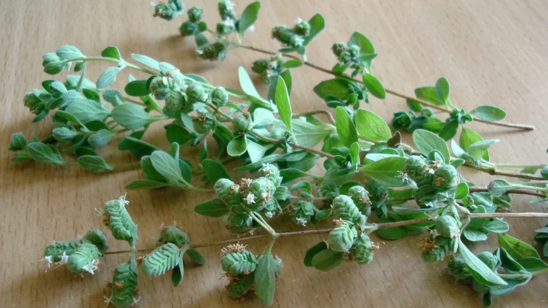 Aromatyczne Przyprawy Oregano Susz 1Kg