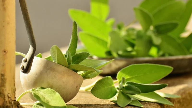 Aromatyczne Przyprawy Szałwia Susz 100G
