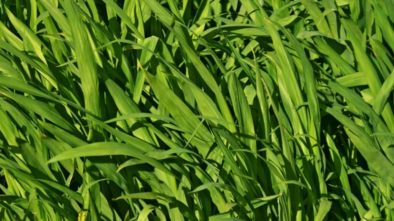 Bio Planet Kasza Jaglana Bio 1Kg
