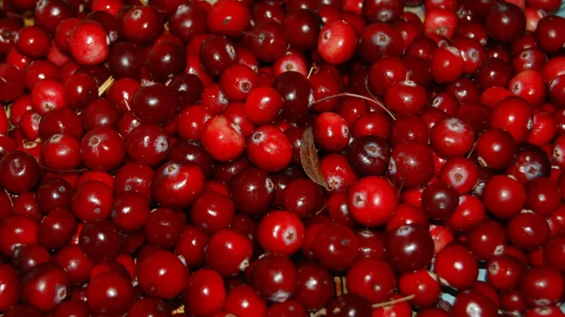 Bio Planet Żurawina Suszona Niesłodzona Bio 150g