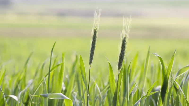 Bio Raj Mąka Żytnia Razowa Typ 2000 1 Kg