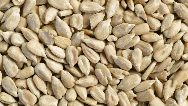 Brat Pl 1000G Słonecznik Łuskany