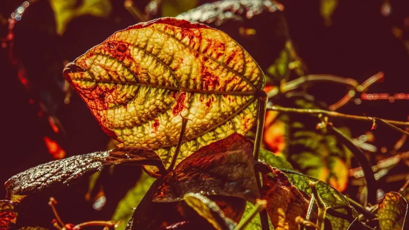 Casa De Mexico Pasta Z Przesmażonej Czarnej Fasoli 430G
