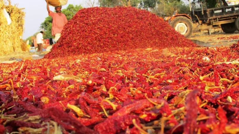 Chili chaotian 50 g