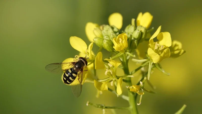 Cosmoveda Olej Gorczycowy Tłoczony Na Zimno Bio 250ml