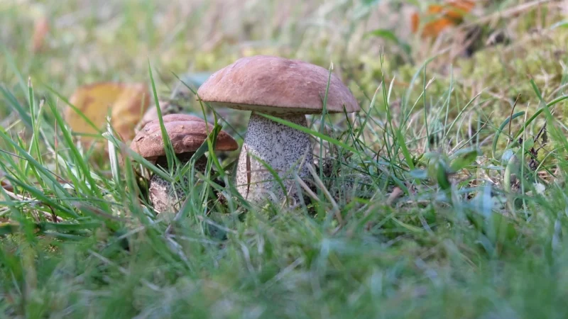 Dary Natury Dzika Śliwa Herbatka Ekologiczna Sypana 100G