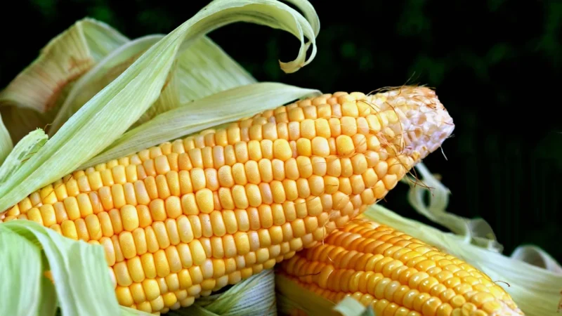Dawtona Kukurydza Słodka 400G