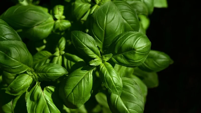 Delibakalie Bazylia Suszona 500g