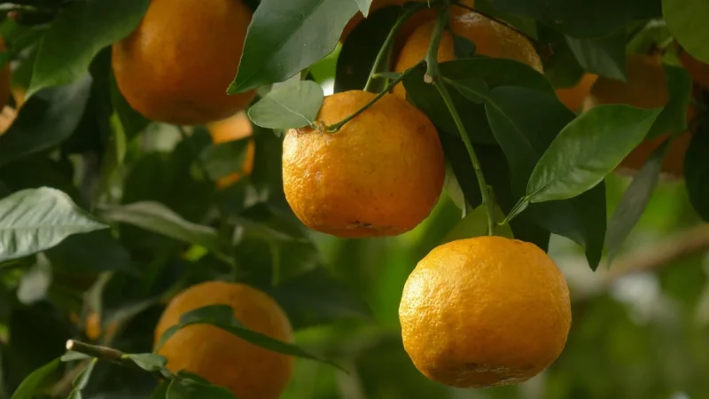 Delibakalie Skórka Pomarańczowa 200G