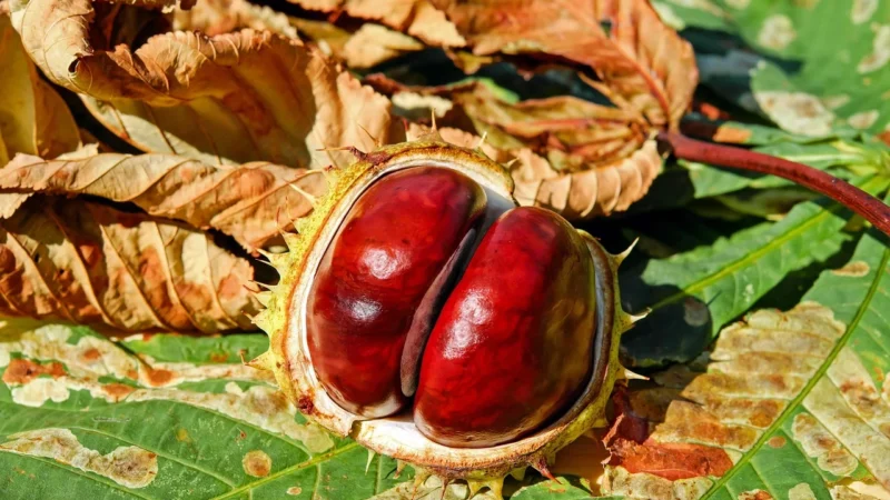 Eko Wital Pieczywo Chrupkie Kasztanowe Bezgl Bio 100G