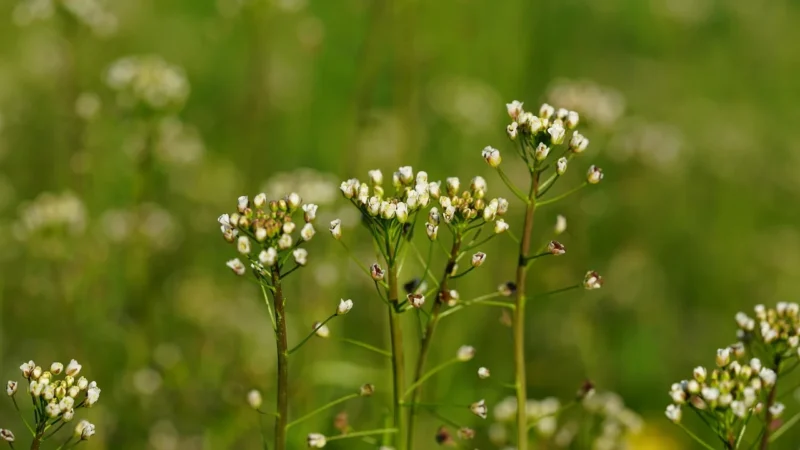 Flos: Tasznik ziele (bursae pastoris herba) – 50g