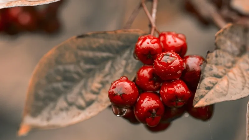Gelviu Aronia Suszona, Owoce Bez Cukru Niesiarkowane 100g