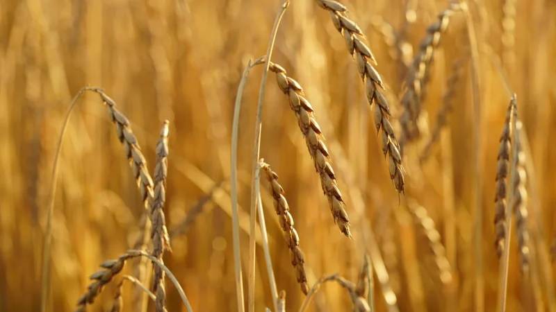 Govinda Skiełkowany Makaron Z Pełnoziarnistego Orkiszu, Bio