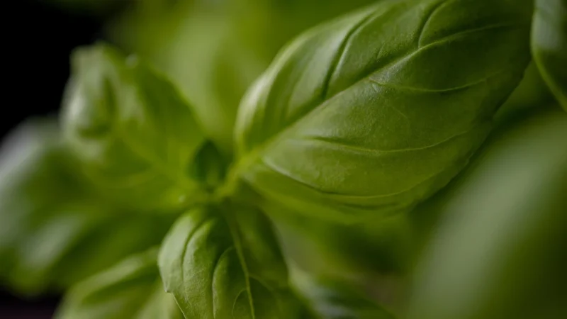Greenomic Pesto – Z Pomidorem I Chilli 135g