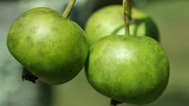 HARIBO Balla-Balla Saurer Apfel Żelki Kable Jabłkowe 150 szt.