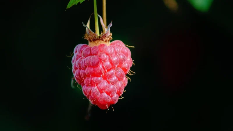 Hifood Malina Liofilizowana 100g Cała