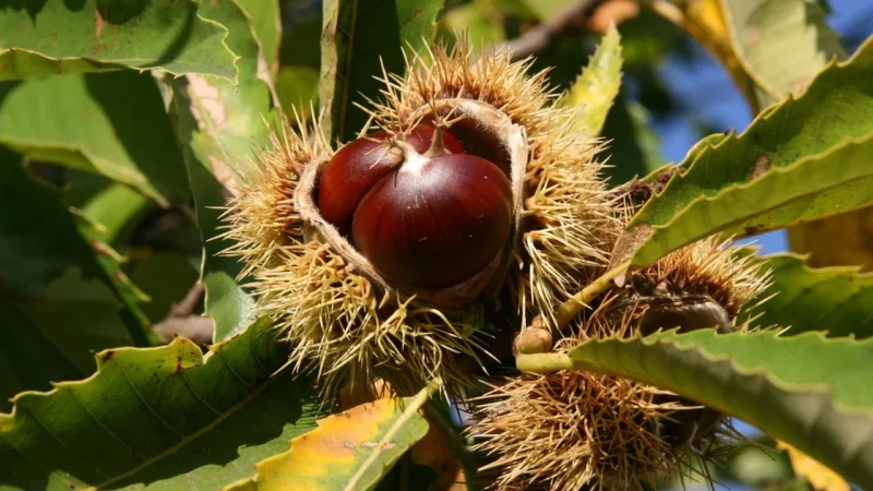 Horeca Mąka Kasztanowa Bio (20 Kg) 2