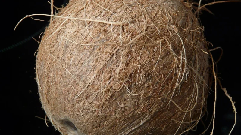 Horeca Mąka kokosowa BIO (Surowiec) (Cocomi) 10 kg
