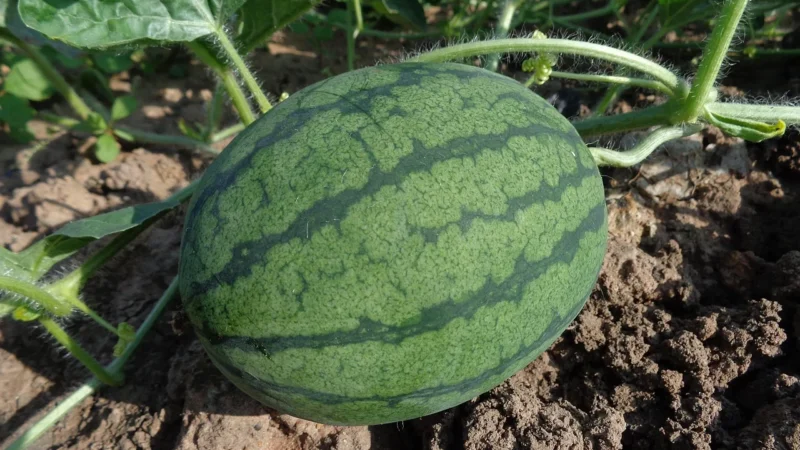 Icerock 85% CBD Watermelon – 5g flowrolls