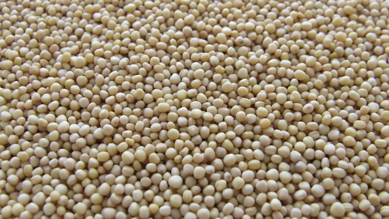 Inna;Sto Smaków Gorczyca Czarna Ziarno, 500g