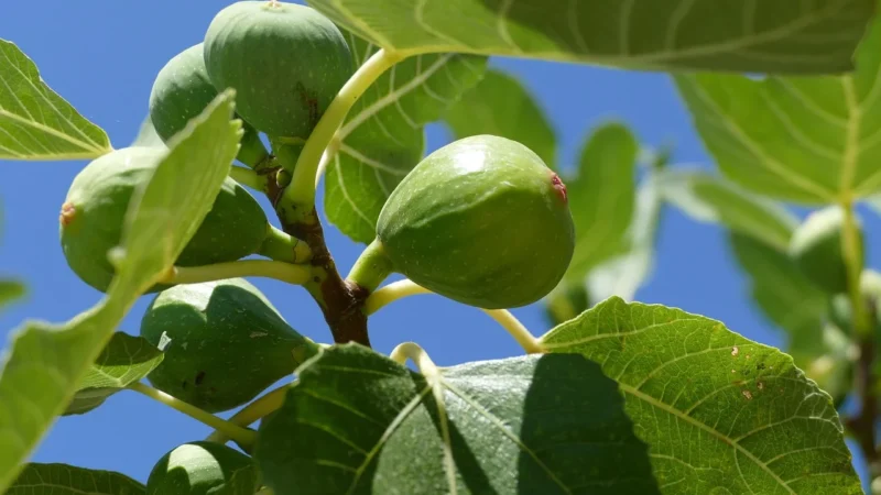 Jedynie Natura ZiarnaBabka Jajowata 200g