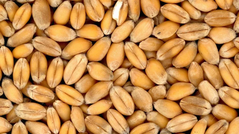 Juchowo Mąka Pszenna Demeter Typ 1050 1Kg Bio