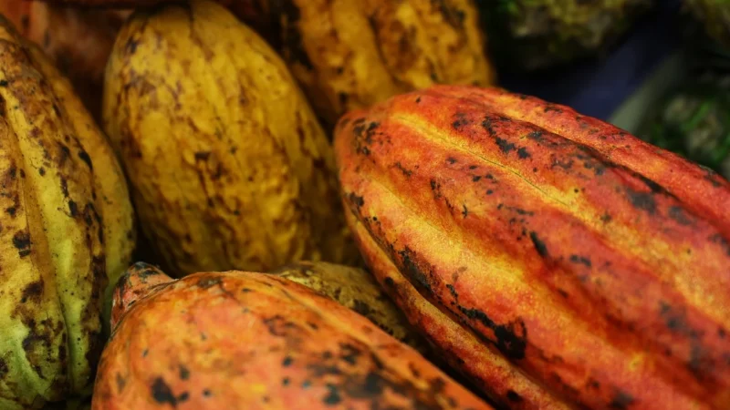 Kakao Naturalne – Wysoka Jakość 0,5 kg 500 g