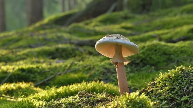 Knorr Il Funghi Porcini Buliion Grzybowy 10 Kostek