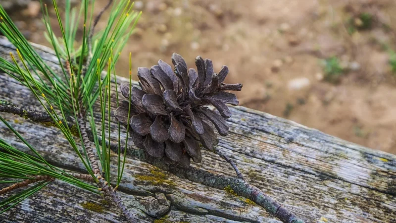 Lio Ananas liofilizowany owoce liofilizowane 200g