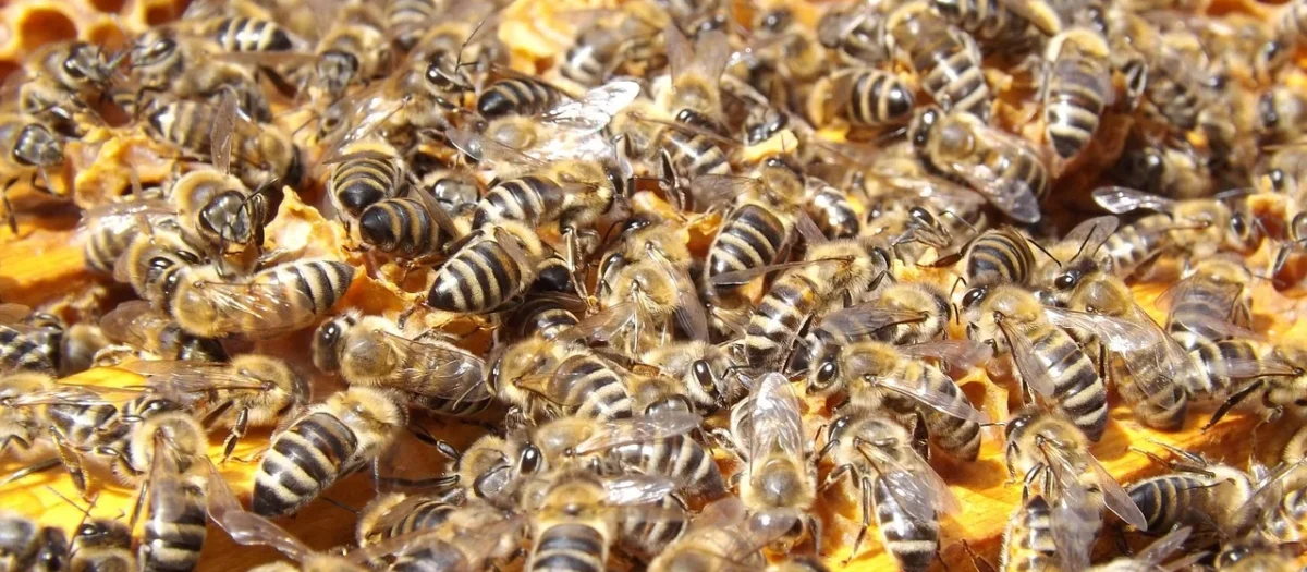 Łysoń Miód Z Mleczkiem Pszczelim Słoik 0,25 Kg