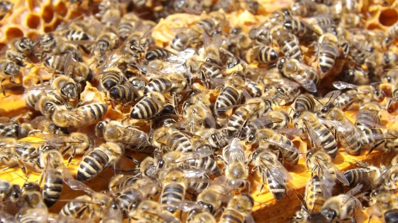 Łysoń Miód Z Mleczkiem Pszczelim Słoik 0,25 Kg