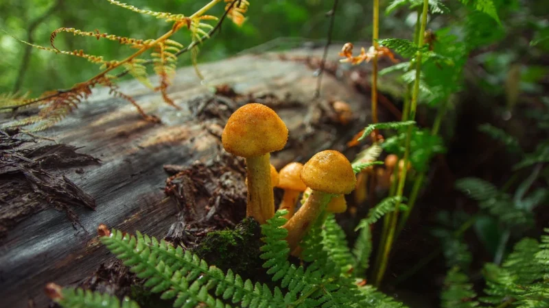 MedoComplex Miód Agaricus Cordyceps Reishi Shitake (01015821)