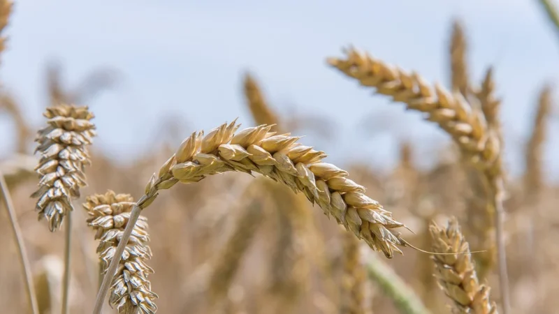 Melvit Kasza Bulgur Z Vermicelli