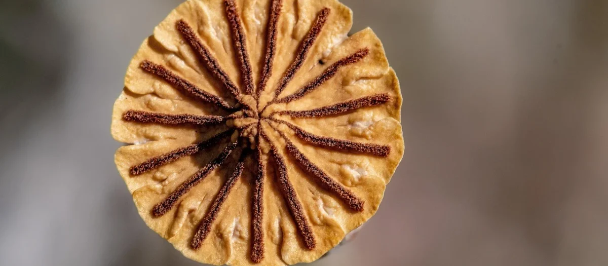 Mieszanka Studencka Z Żurawiną Bio Surowiec 12,5Kg