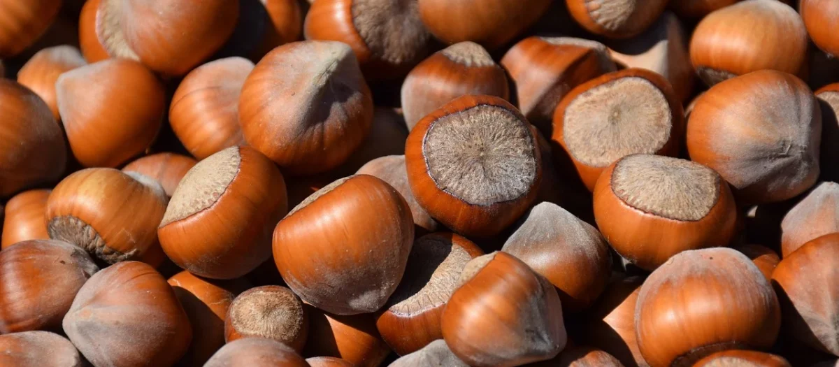 Migogroup Pestki Dyni Łuskane, Dynia Polska 500g