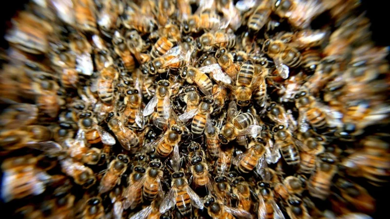 Miód i pyłek pszczeli – Pasieki Rodziny Sadowskich