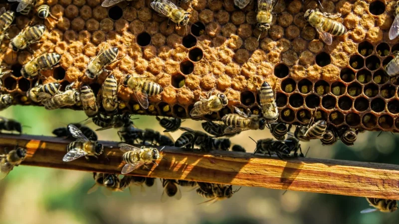 Miód lipowy 1,2kg Pasieka BARĆ Kamianna