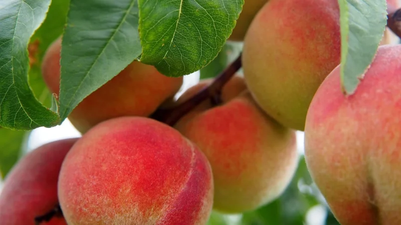 Monin Syrop Biała Brzoskwinia White Peach 700ml