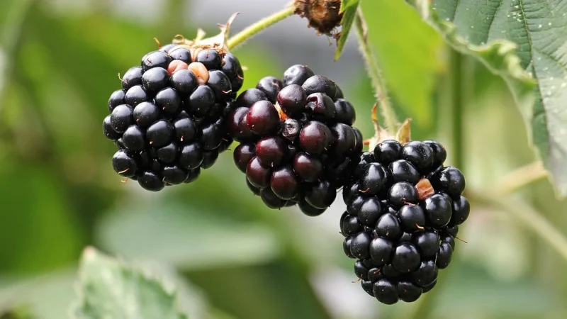 Monin Syrop Jeżynowy Blackberry 700ml