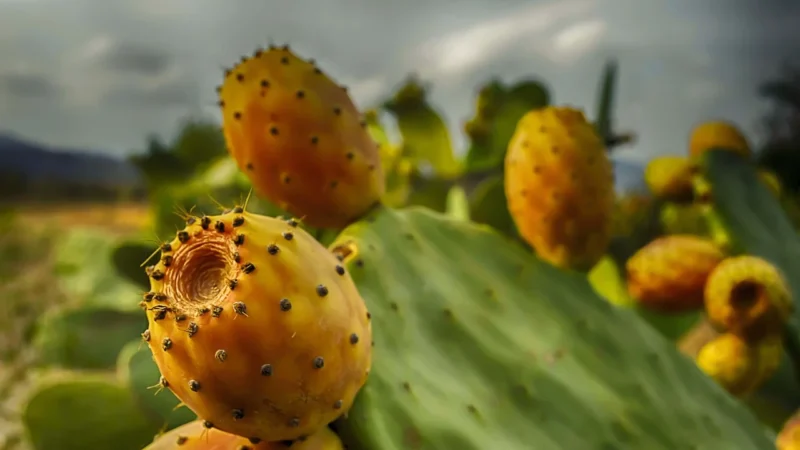 Nanga Nopal Cięty Opuncja Figowa 50g