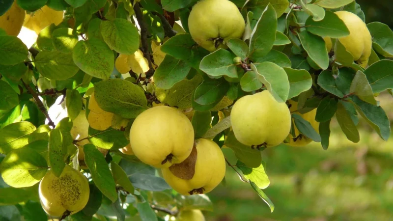 Natura-Wita Naturawita Pigwa Owoc 100G