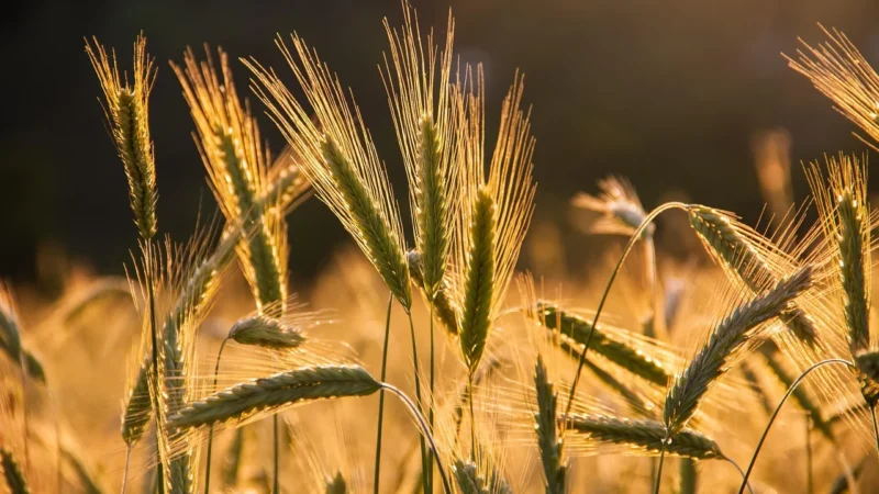 Naturavena Płatki Żytnie 300G Bio