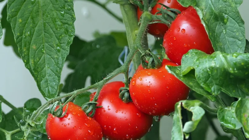 Naturavena Pomidory Całe Bez Skórki 400G