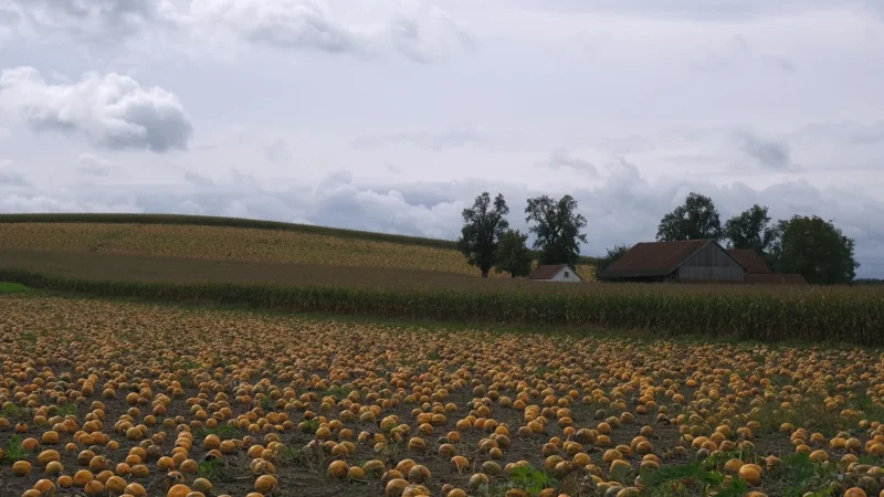 Oleofarm: olej z pestek dyni 250ml