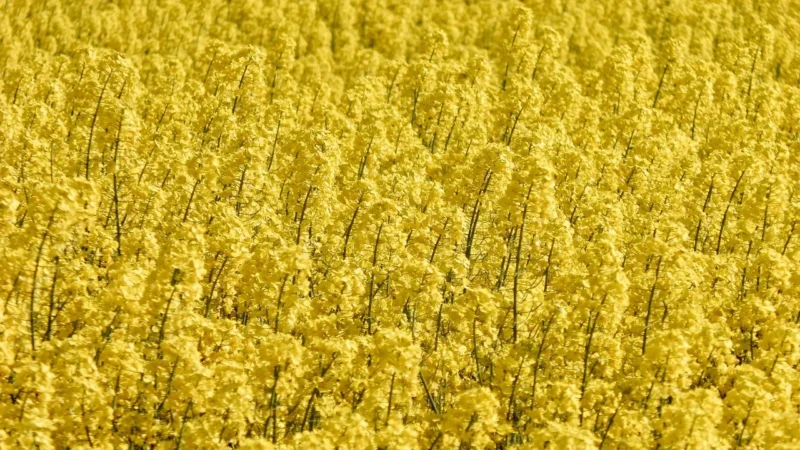 Oleofarm Rzepakowy 0,50L