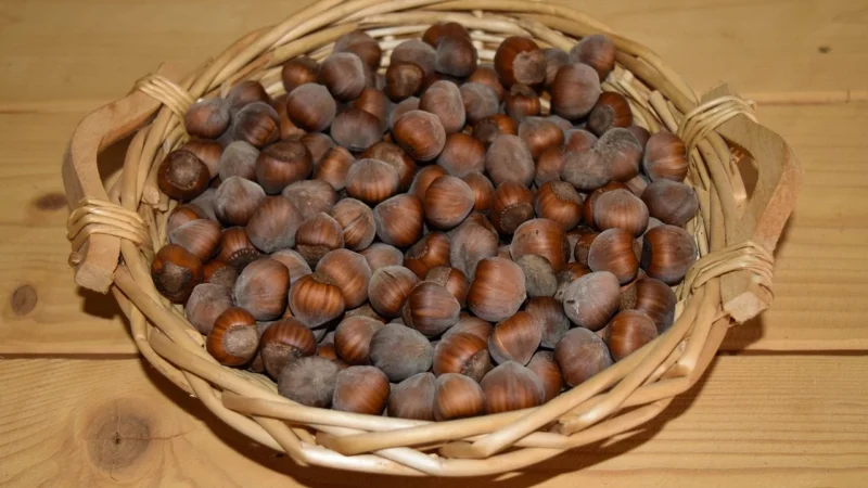 Orzechy Laskowe Grys Bio Surowiec 25kg